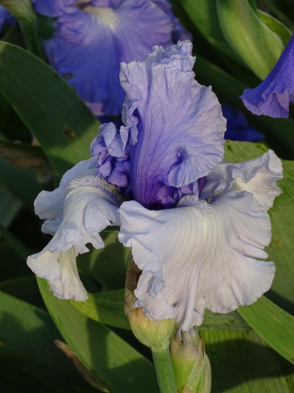 Photo of Tall Bearded Iris (Iris 'Wintry Sky') uploaded by TNLaura