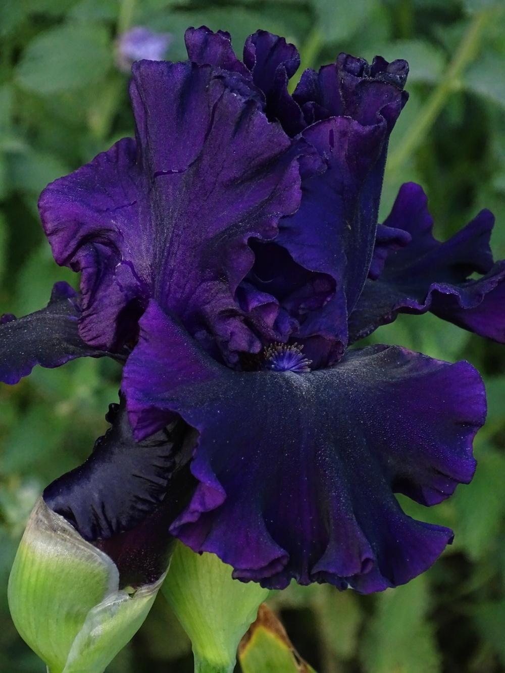 Photo of Tall Bearded Iris (Iris 'Noble Gesture') uploaded by TNLaura
