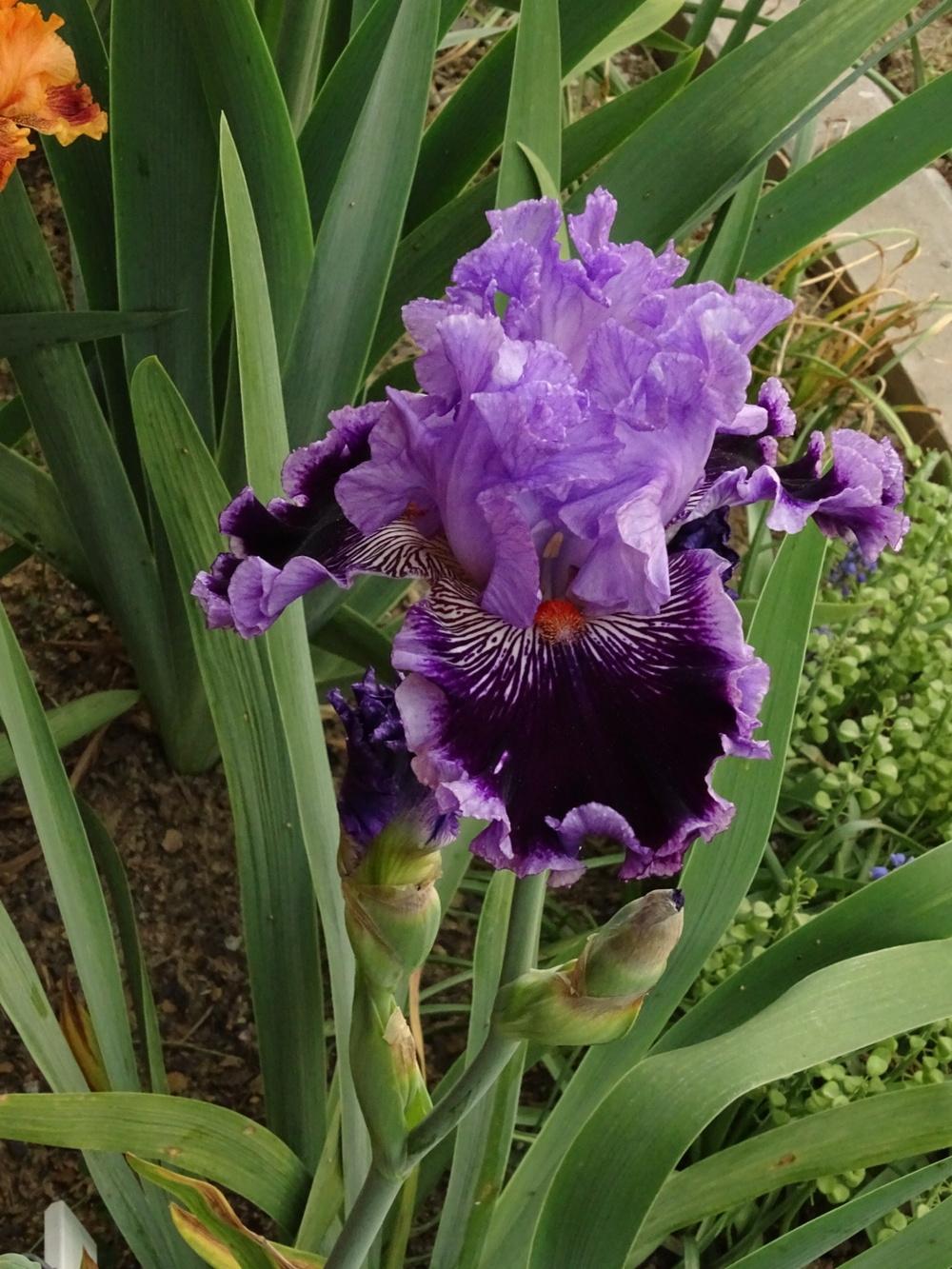 Photo of Tall Bearded Iris (Iris 'By Jeeves') uploaded by TNLaura