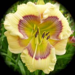 Location: Northern Lights daylilies
Date: 2014-06-02
Image shared with permission of Mike Grossmann.