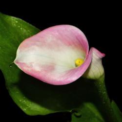 Location: Botanical Gardens of the State of Georgia...Athens, Ga
Date: 2019-05-02
Pink Calla Lily 003