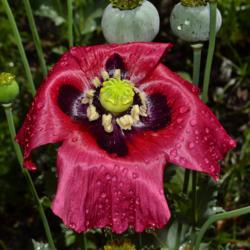 Location: Botanical Gardens of the State of Georgia...Athens, Ga
Date: 2019-05-02
After The Morning Rain - Red Poppy 015