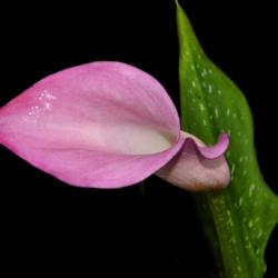 Location: Botanical Gardens of the State of Georgia...Athens, Ga
Date: 2019-05-02
Pink Calla Lily 004