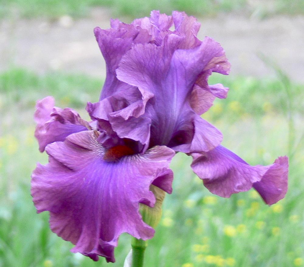 Photo of Tall Bearded Iris (Iris 'Master at Arms') uploaded by janwax