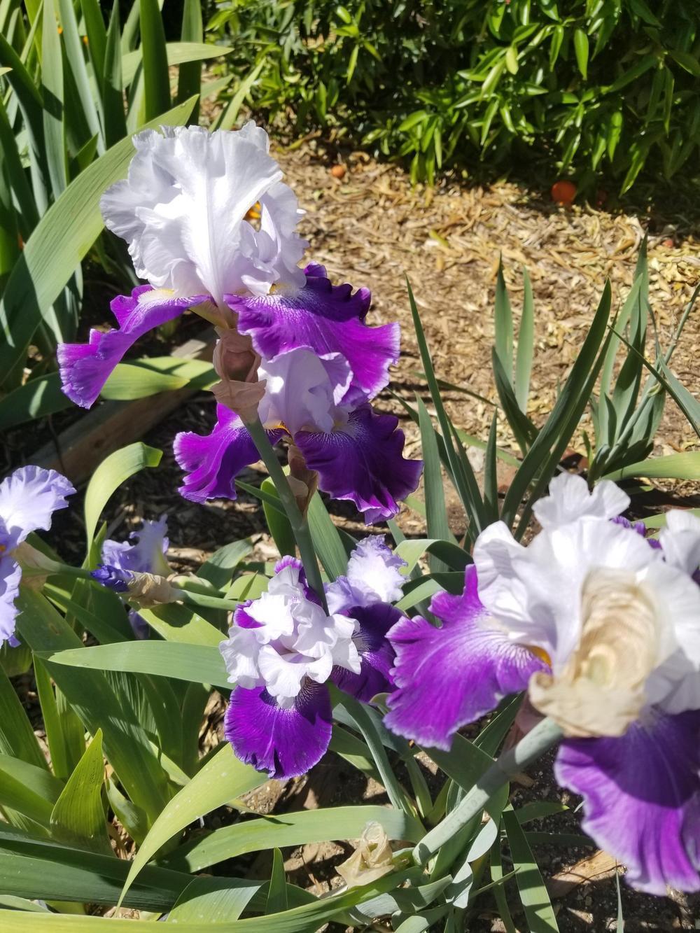 Photo of Tall Bearded Iris (Iris 'Royal Storm') uploaded by jigs1968