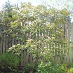 Location: West Chester, Pennsylvania
Date: 2014-05-12
full-grown shrub in bloom