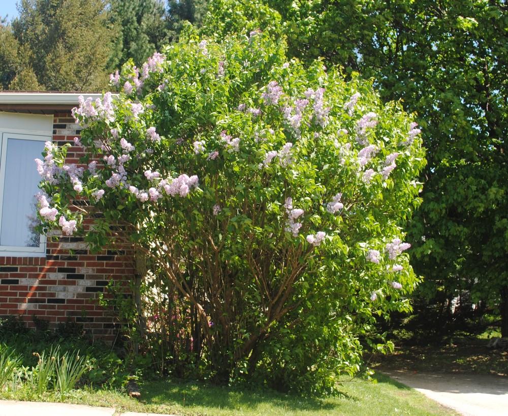 Photo of Common Lilac (Syringa vulgaris) uploaded by ILPARW