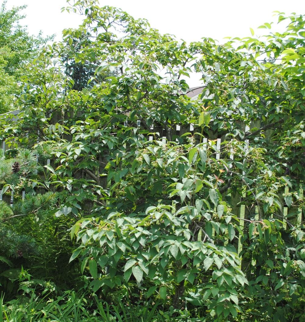 Photo of Tea-Leaf Viburnum (Viburnum setigerum) uploaded by ILPARW