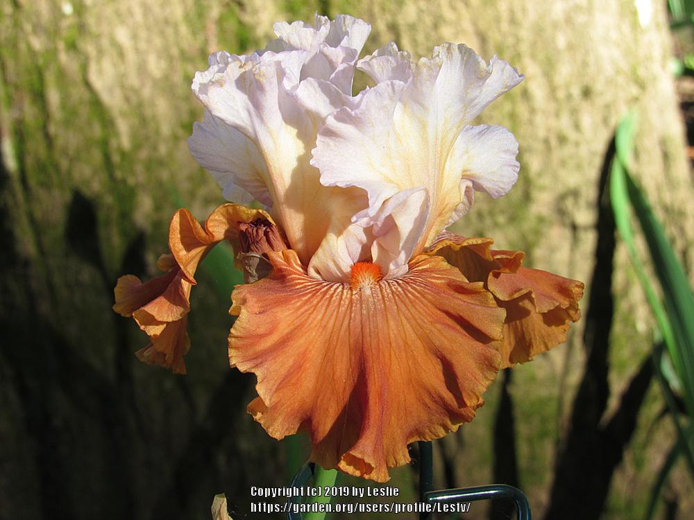 Photo of Border Bearded Iris (Iris 'Timely Kiss') uploaded by Lestv