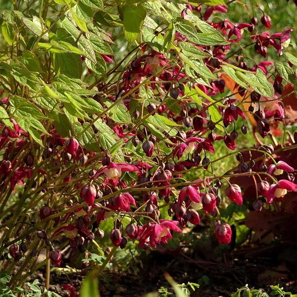 Photo of Red Barrenwort (Epimedium alpinum 'Rubrum') uploaded by Orsola