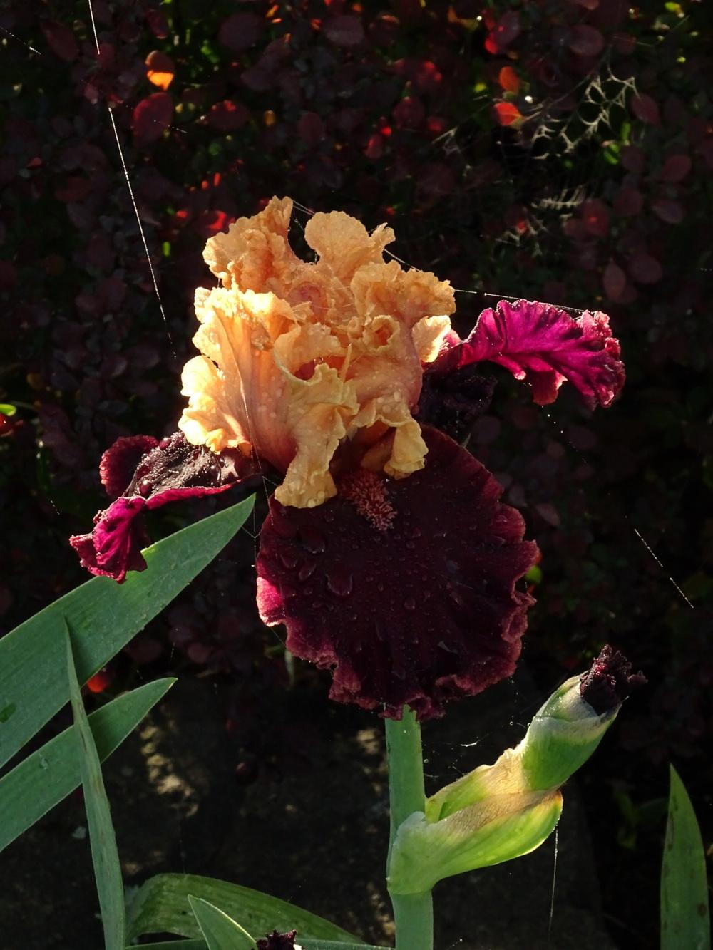 Photo of Tall Bearded Iris (Iris 'Toronto') uploaded by TNLaura