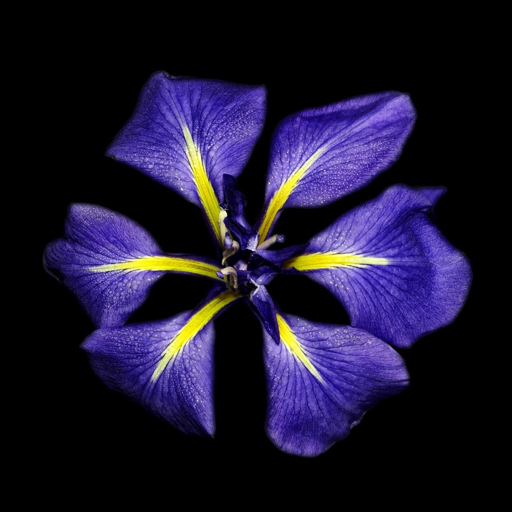 Photo of Irises (Iris) uploaded by dawiz1753
