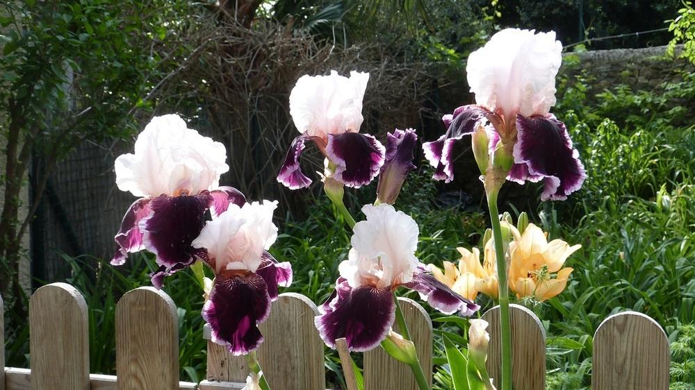 Photo of Tall Bearded Iris (Iris 'Sweeter than Wine') uploaded by hemeroca7
