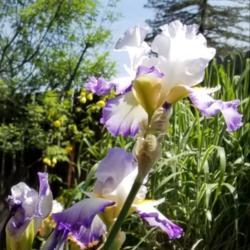 Location: Sacramento, CA
Date: 2019-04-27
my 2019 blooms surpase my 2018 blooms.  Very tall stalks too