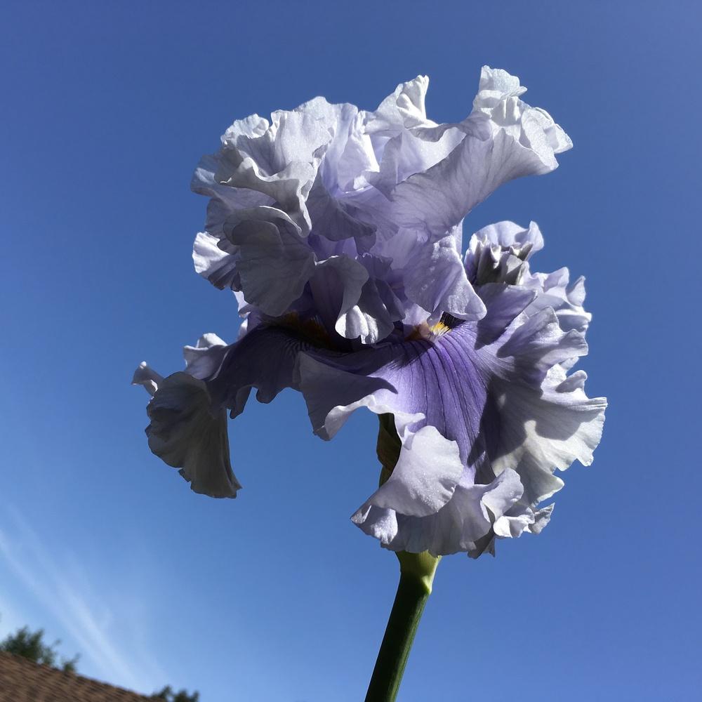 Photo of Tall Bearded Iris (Iris 'Platinum Passion') uploaded by lilpod13