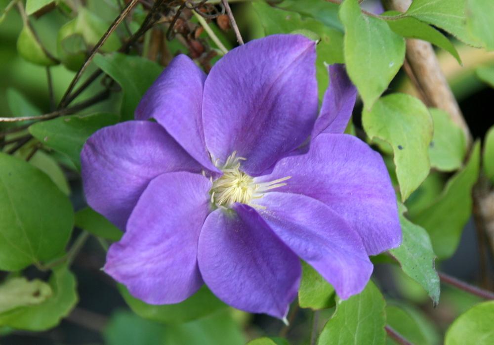 Photo of Clematis Diana's Delight™ uploaded by Calif_Sue