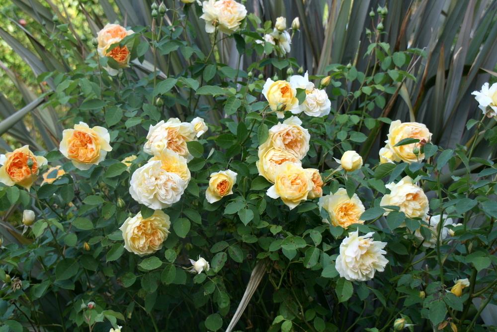 Photo of Rose (Rosa 'Molineux') uploaded by Calif_Sue