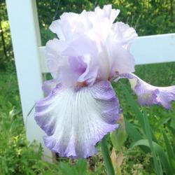 Location: Henry County, Virginia
Date: 2019-05-01
Such a beautiful and subtle iris. I LOVE it.