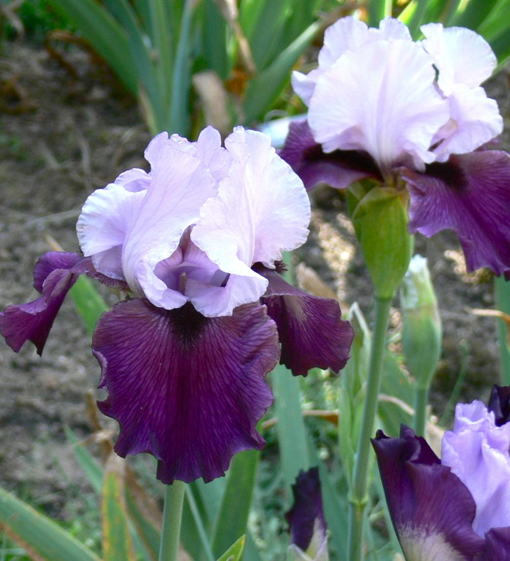 Photo of Tall Bearded Iris (Iris 'Private Eye') uploaded by janwax