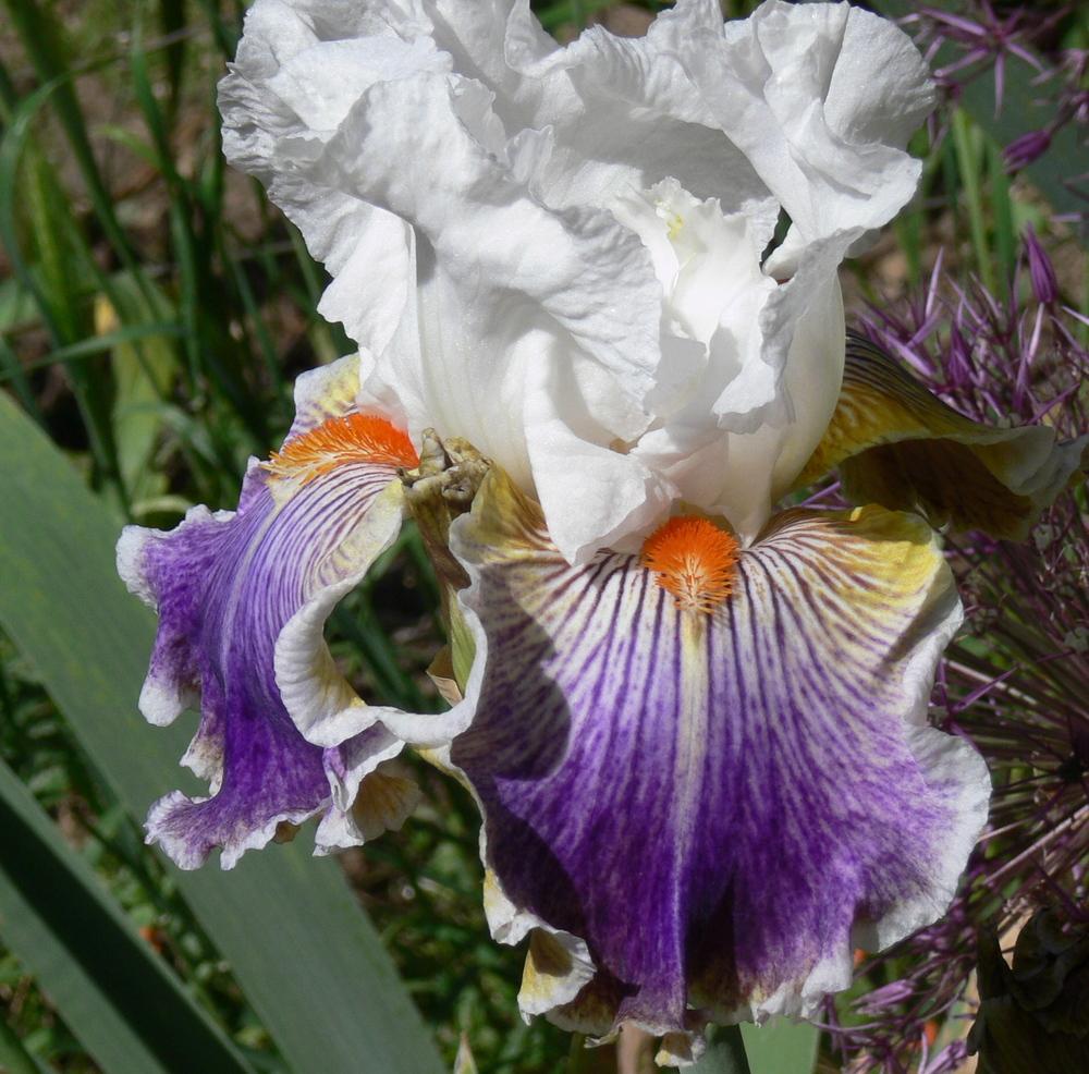 Photo of Tall Bearded Iris (Iris 'Mardi Gras Ball') uploaded by janwax
