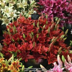 Location: Harrogate Flower Show
Date: 2019-04-27
Hart's nursery display stand