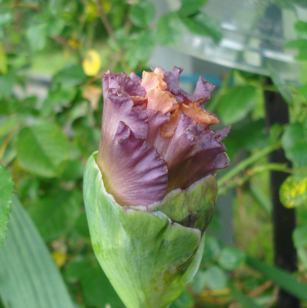 Photo of Tall Bearded Iris (Iris 'Splendid Spring') uploaded by lovemyhouse