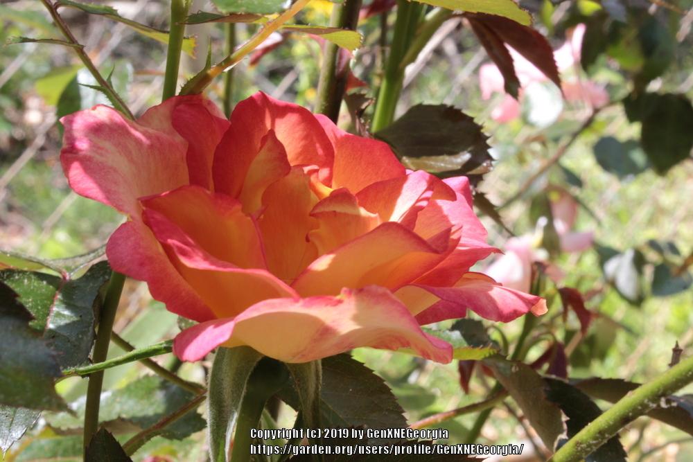 Photo of Rose (Rosa 'Rainbow Sorbet') uploaded by GenXNEGeorgia