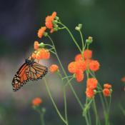 Flowers are popular with migrating Monarch butterflies. #polliNAT