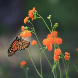Location: My Garden
Date: 2019-05-03
Flowers are popular with migrating Monarch butterflies. #polliNAT