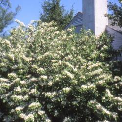 Location: Newtown Square, Pennsylvania
Date: 2007-11-19
full-grown big shrub in bloom