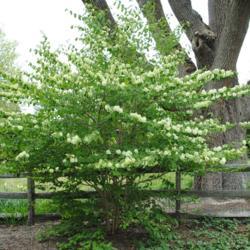 Location: Media, Pennsylvania
Date: 2011-04-27
mature shrub in bloom