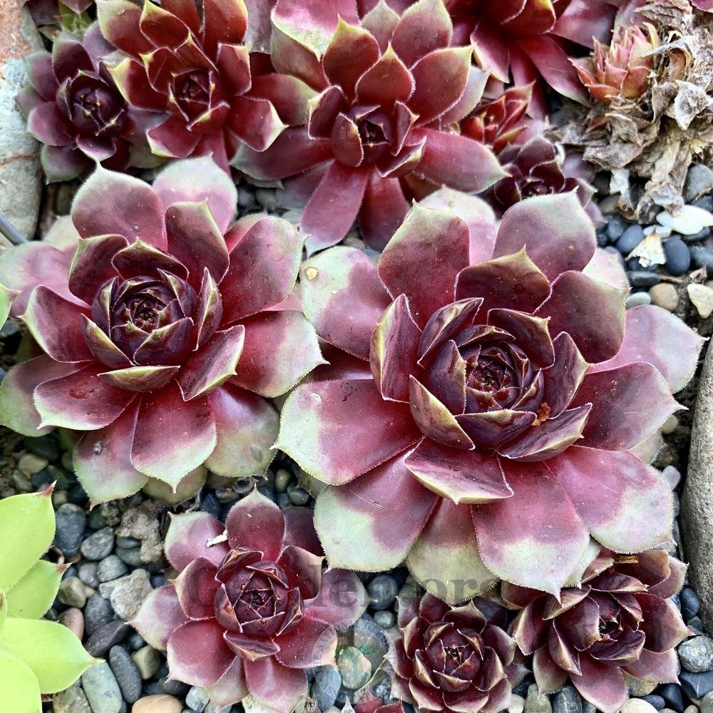 Photo of Hen and Chicks (Sempervivum 'Picasso') uploaded by Patty