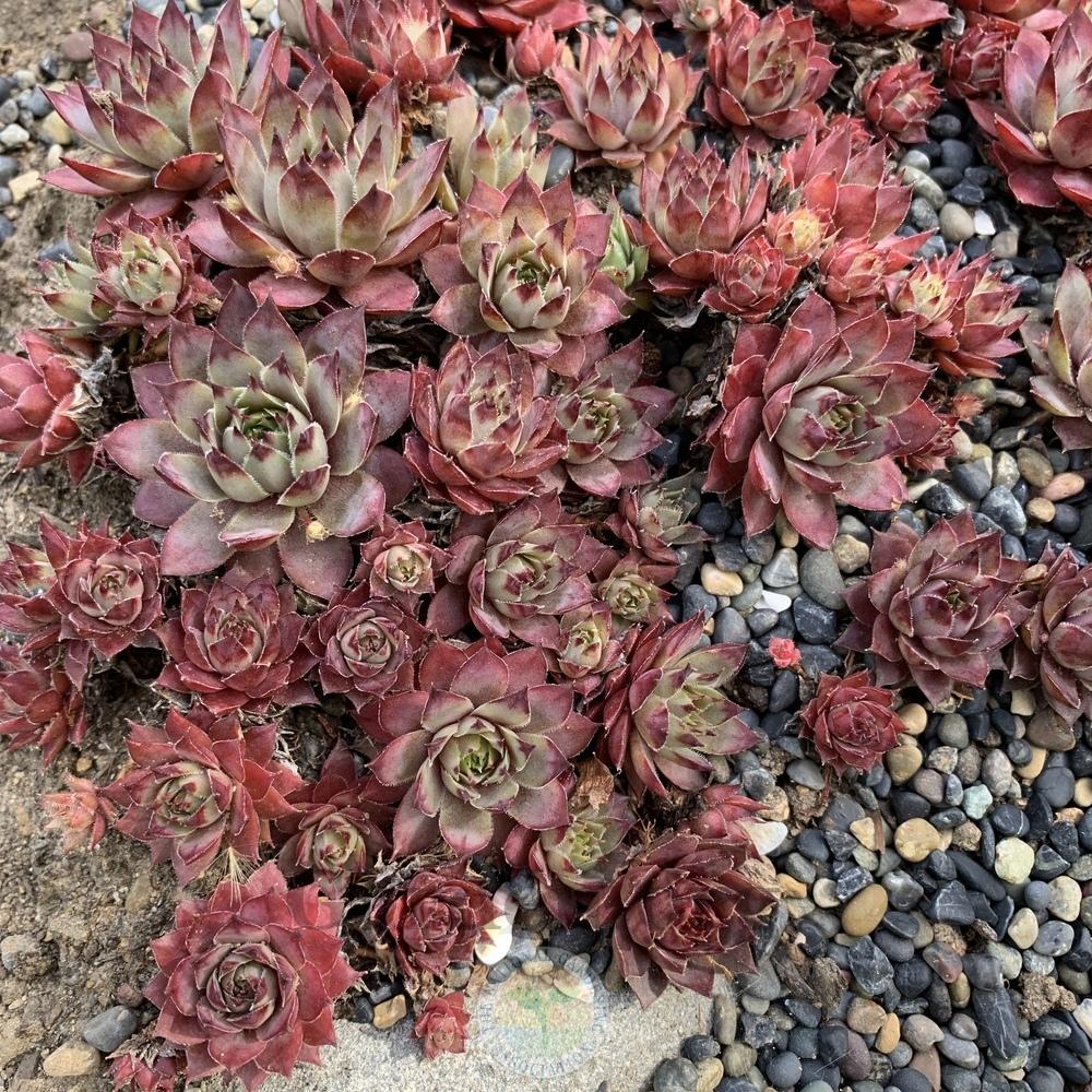 Photo of Hen and Chicks (Sempervivum 'Frost and Flame') uploaded by Patty