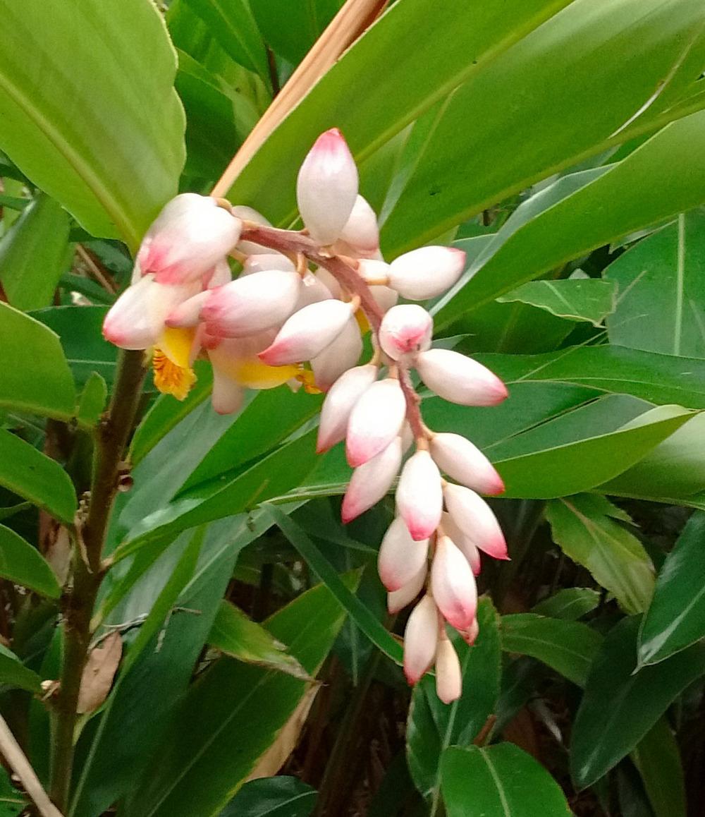 Photo of Shell Ginger (Alpinia zerumbet) uploaded by carlissa904
