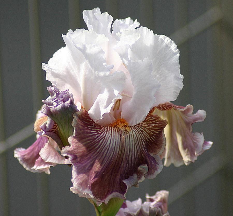 Photo of Tall Bearded Iris (Iris 'Sharp Edge') uploaded by loosertora