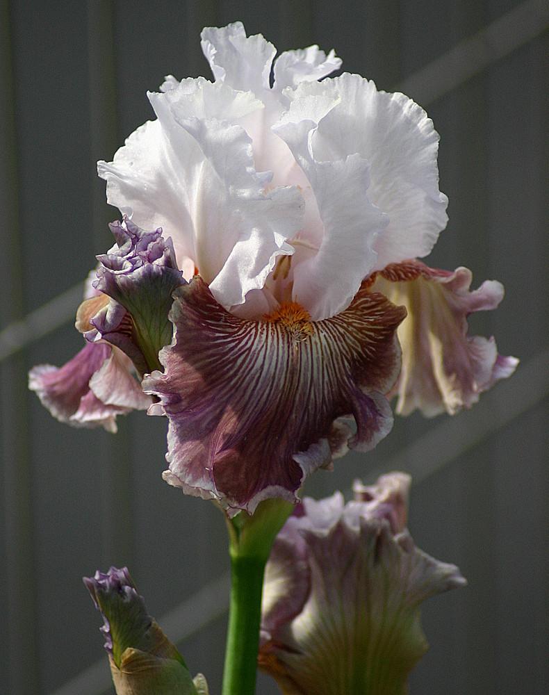 Photo of Tall Bearded Iris (Iris 'Sharp Edge') uploaded by loosertora