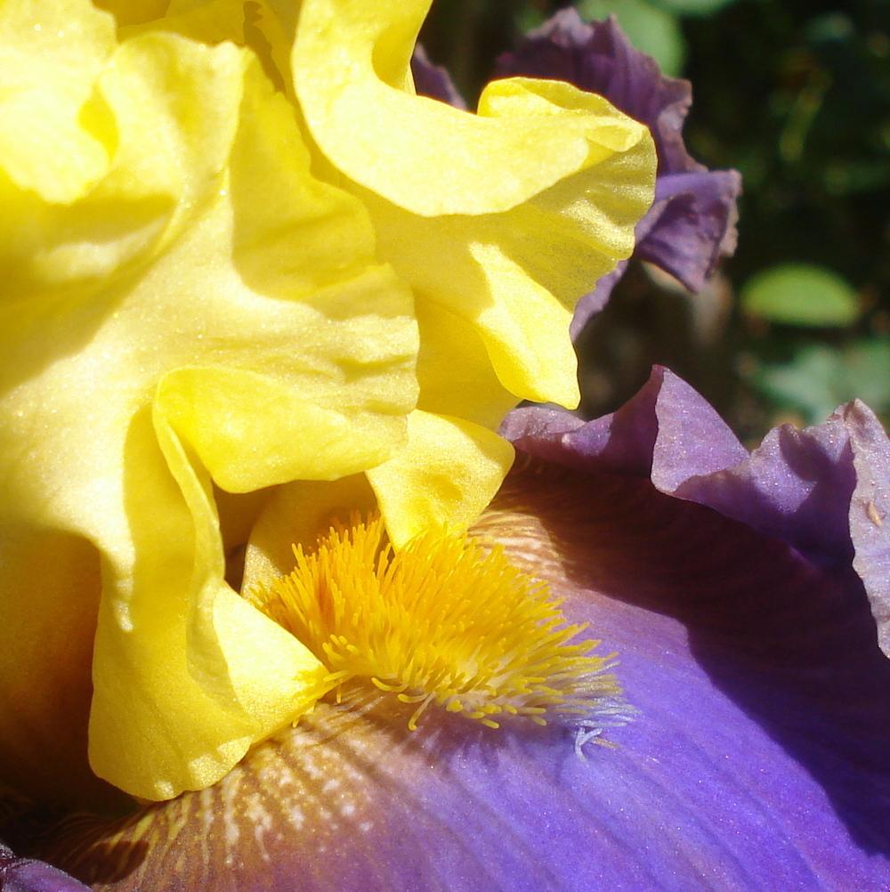 Photo of Tall Bearded Iris (Iris 'Devil's Duchess') uploaded by lovemyhouse