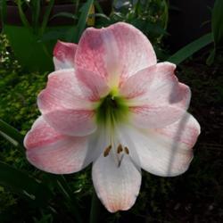 Location: My Caffeinated Garden, Grapevine, TX
Date: 2019-05-06
Always a big beautiful bloom!
