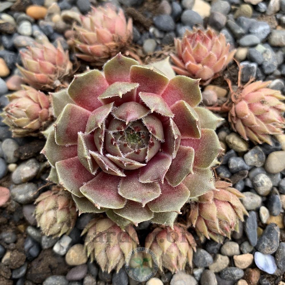 Photo of Hen and Chicks (Sempervivum 'Old Man Sage') uploaded by Patty