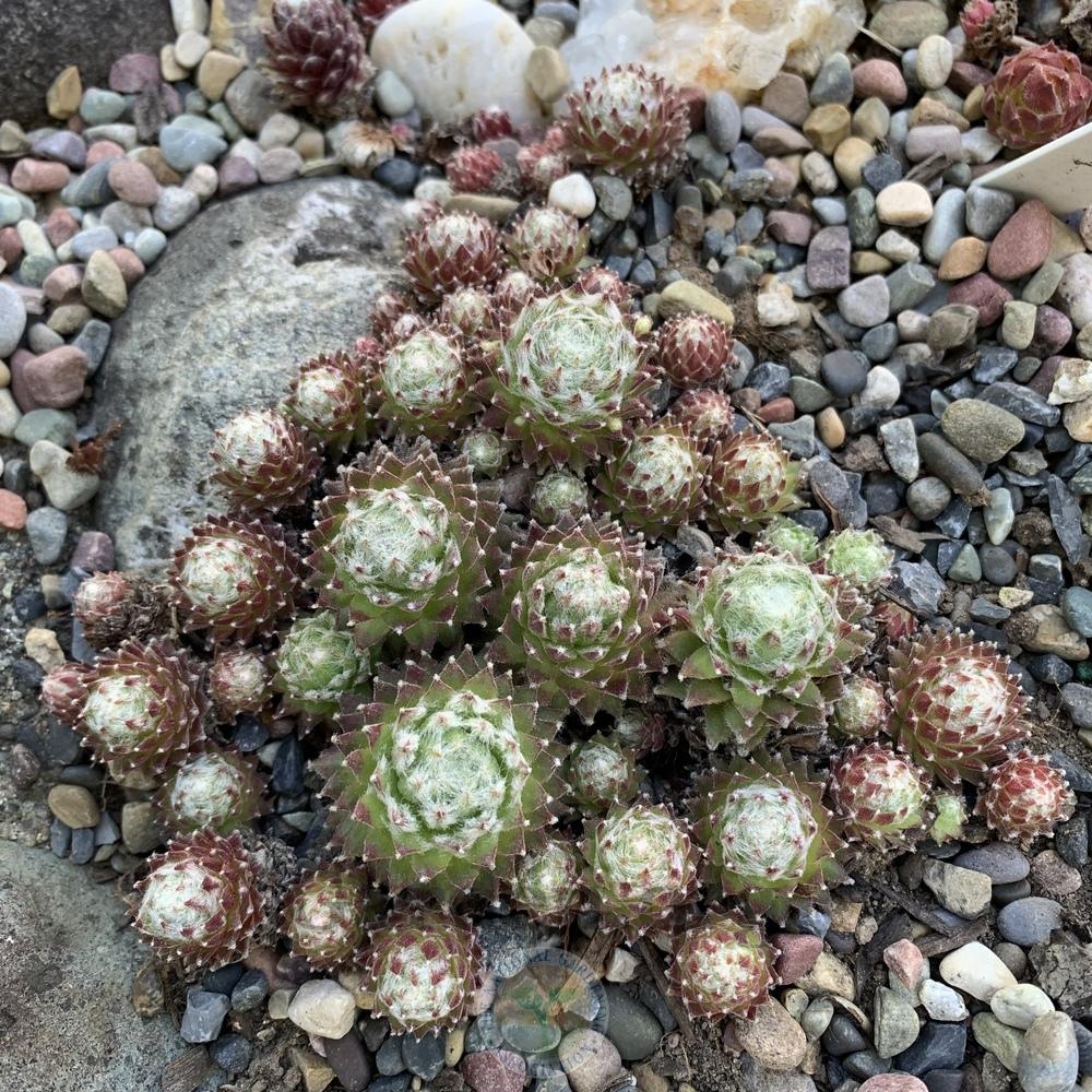 Photo of Hen and Chicks (Sempervivum 'Koko Flanel') uploaded by Patty