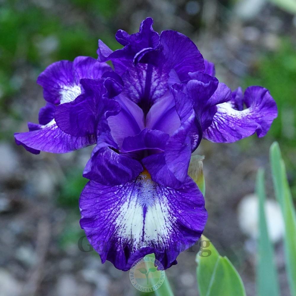 Photo of Intermediate Bearded Iris (Iris 'Starwoman') uploaded by Patty