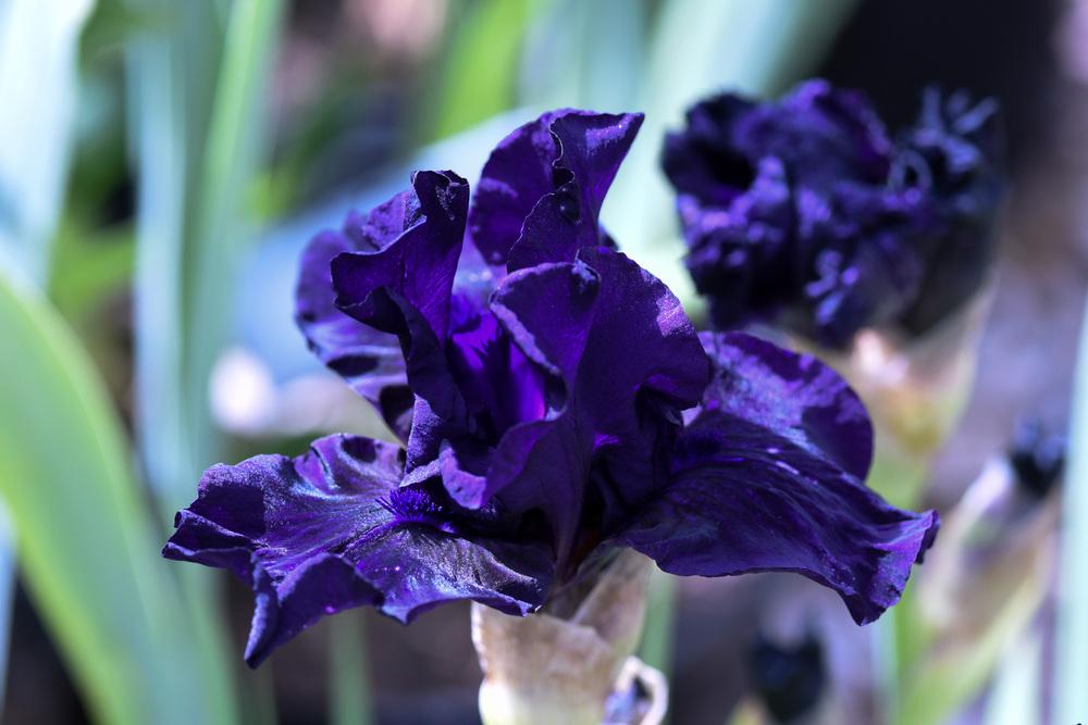 Photo of Intermediate Bearded Iris (Iris 'Midsummer Night's Dream') uploaded by cliftoncat