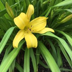 Location: Willow Valley Communities, Lakes Campus, Willow Street, Pennsylvania, USA
Date: 2019-05-06
First daylily bloom I have seen in 2019!