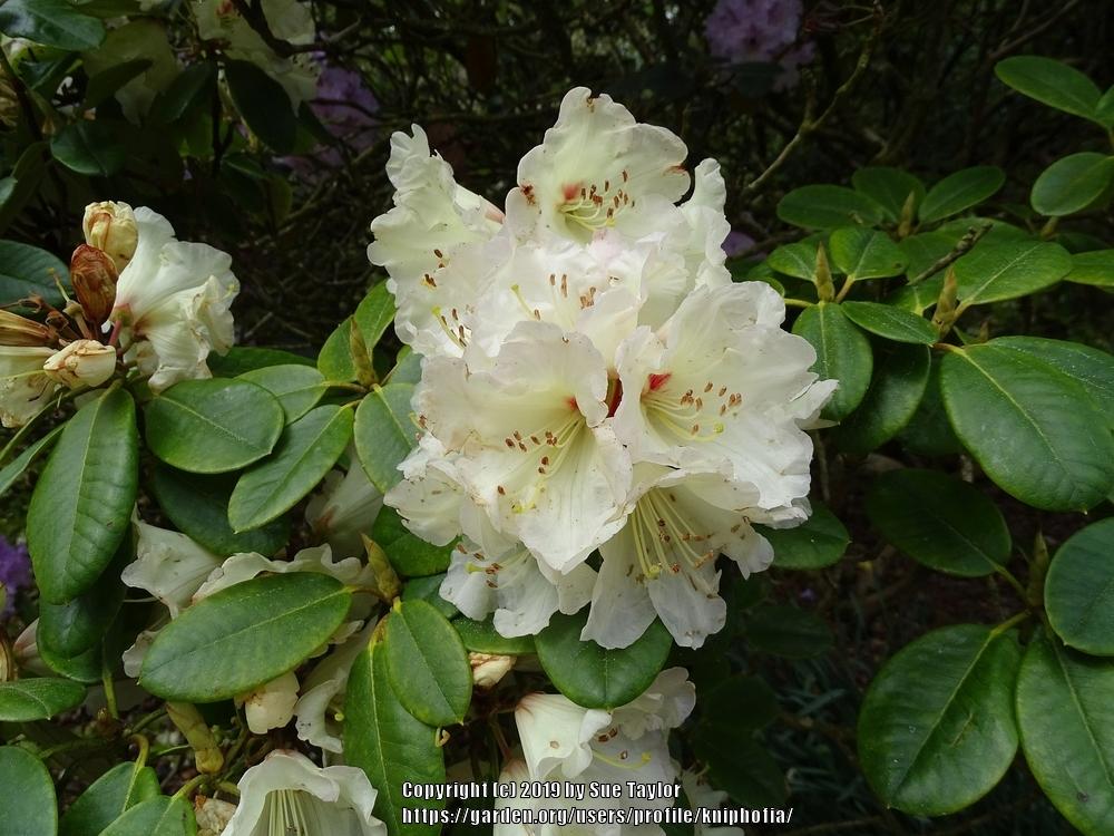 Photo of Rhododendron 'Unique' uploaded by kniphofia