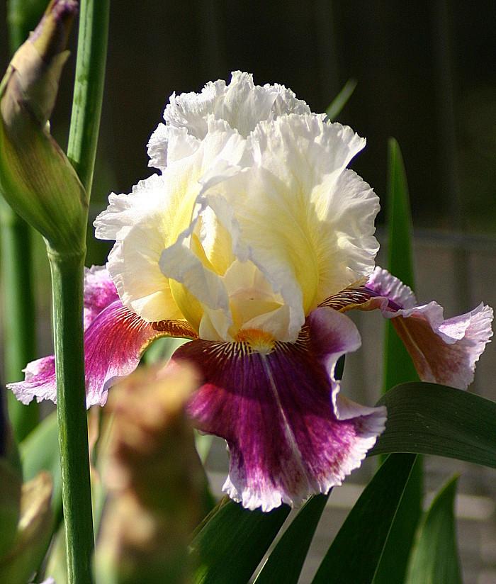 Photo of Tall Bearded Iris (Iris 'Dawn Eternal') uploaded by loosertora