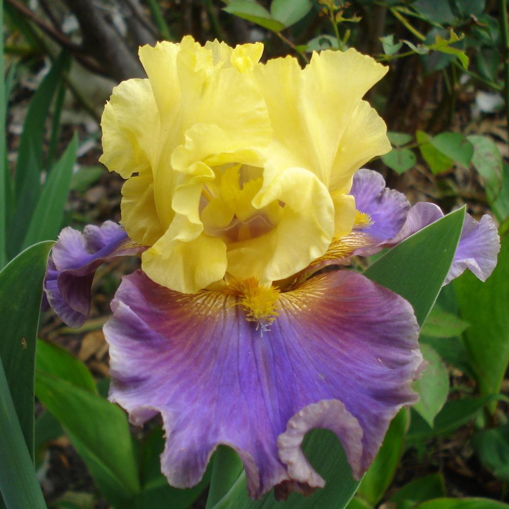 Photo of Tall Bearded Iris (Iris 'Devil's Duchess') uploaded by lovemyhouse