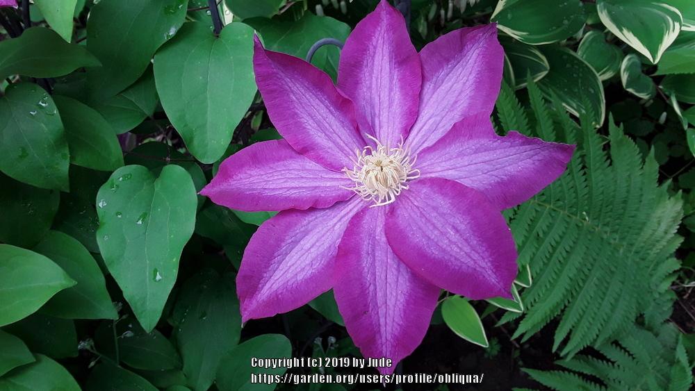 Photo of Clematis 'Pink Champagne' uploaded by obliqua