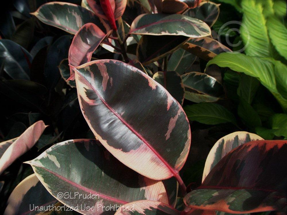 Photo of Variegated Rubber Tree (Ficus elastica 'Ruby') uploaded by DaylilySLP