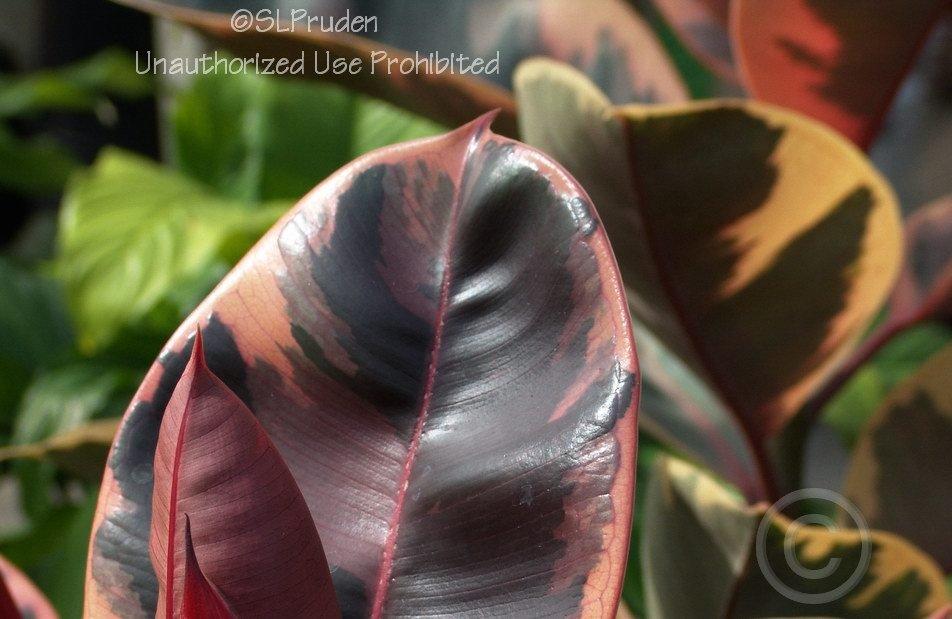 Photo of Variegated Rubber Tree (Ficus elastica 'Ruby') uploaded by DaylilySLP