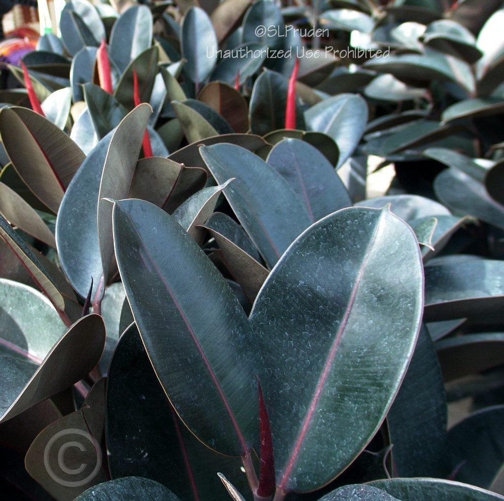 Photo of Rubber Plant (Ficus elastica) uploaded by DaylilySLP